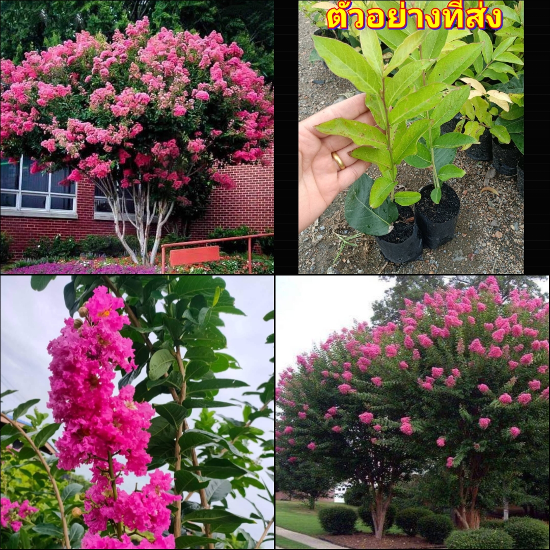 (2ต้น) ต้น ดอก ต้นชมพูส่าหรี ต้นชมพูสาหรี ต้นม่วงสาหรี ต้นม่วงส่าหรี ชมพูส่าหรี ชมพูสาหรี ม่วงสาหรี ม่วงส่าหรี happy