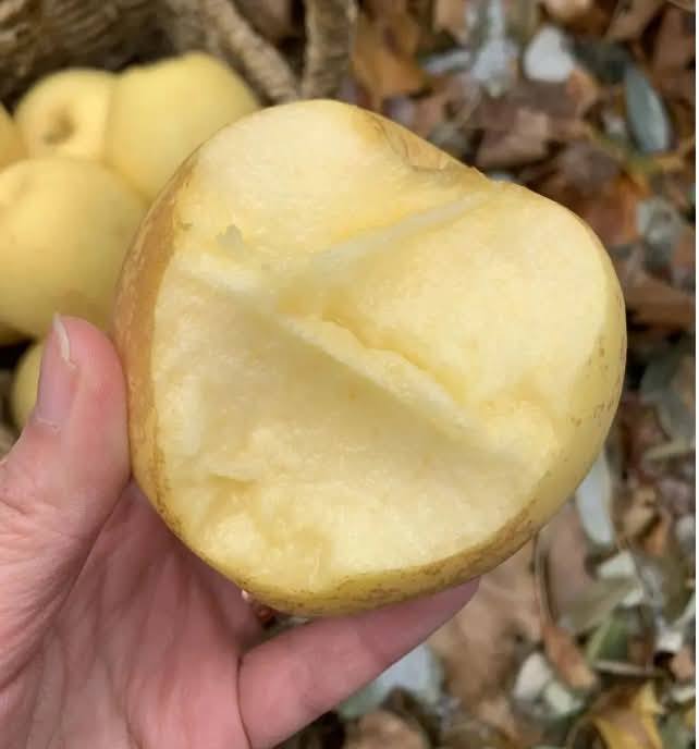 ต้น สูง 50-60cm เสียบยอด แอปเปิ้ล โกลเด้นวีนัส Venus Golden Apple ต้นแอปเปิ้ล / klisnus