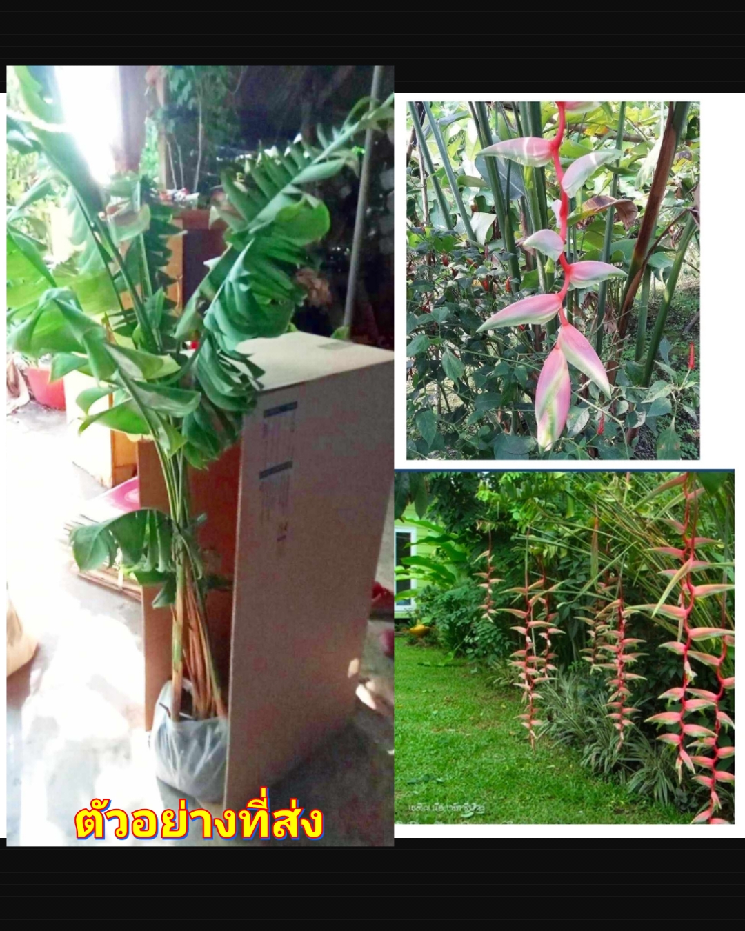 (1กอ) ดอก ต้น เฮลิโคเนีย เซ็กซี่พิ้งค์ heliconia Sexy Pink Chaosuan สำเนา