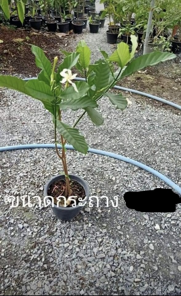 (ขาย ต้นพันธุ์) ดอก ต้น ต้นพุดเศรษฐีสยาม ต้นพุดเศรษฐี พุดเศรษฐี สยาม ต้นพุด ดอกพุด fadel