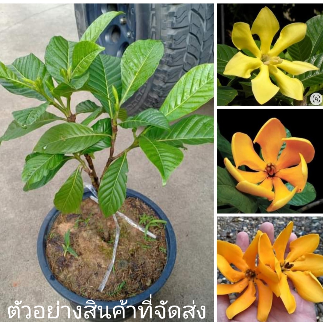(ขาย ต้นพันธุ์) ต้น ดอก พุดรักนา พุด ภูษณิศา