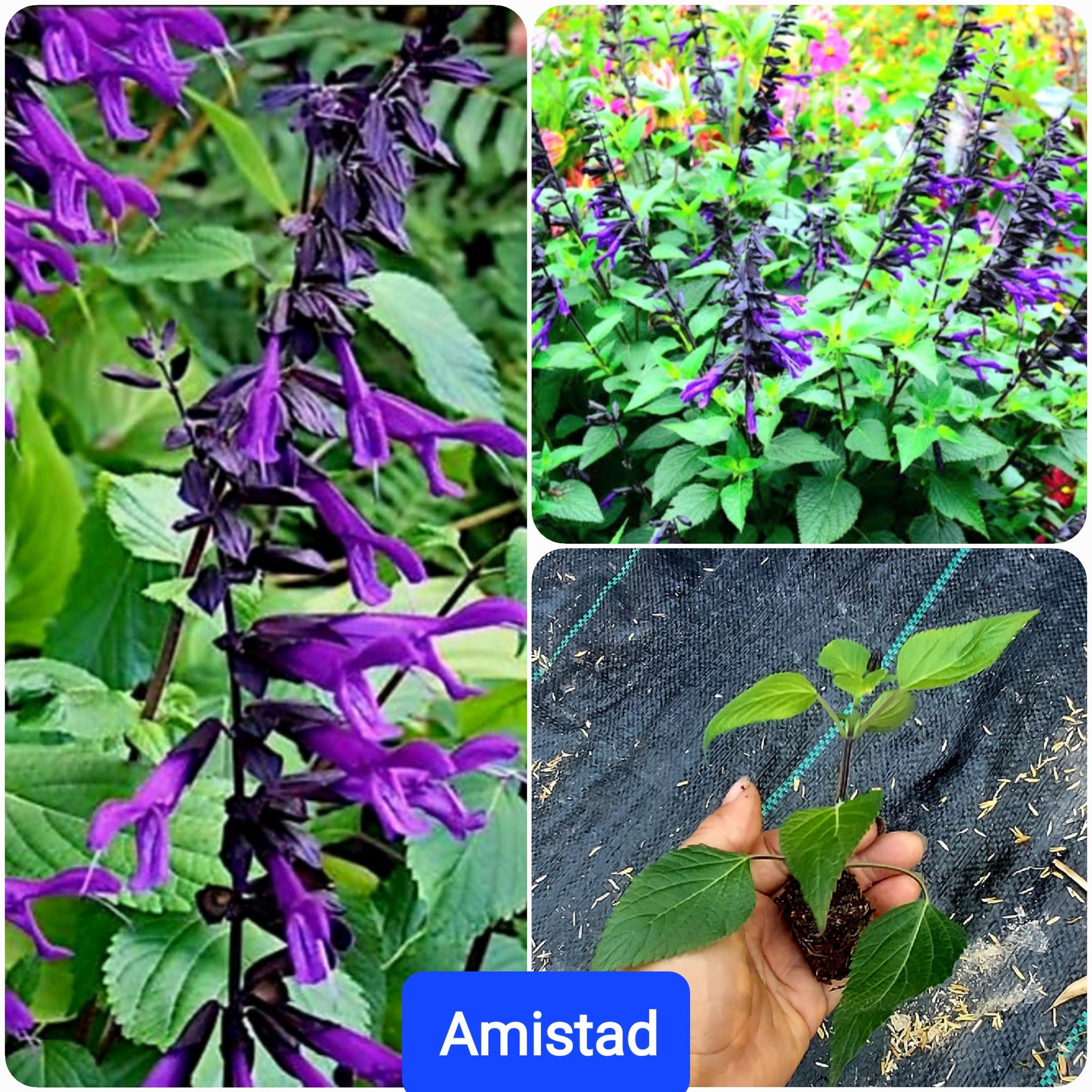 ต้นซัลเวีย ต้นซัลเวียร์ ซัลเวีย ซัลเวียร์ Amistad Salvia Anthony Parker Bog sage Ember's wishes Wendy'swishes Kiss&wishes สี ม่วง น้ำเงิน ฟ้าใส แดงส้ม แดงเข้ม ชมพู / esidarap