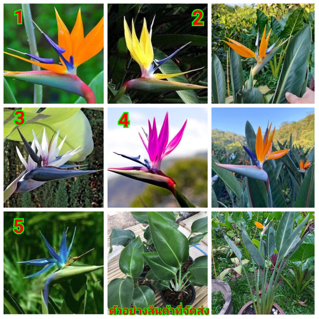 (ขาย ต้นพันธุ์) มี5สีให้เลือก ต้น ดอก เบิร์ดออฟพาราไดซ์ เบิร์ด bird of paradise เฮลิโคเนีย heliconia ปักษาสวรรค์ Orif