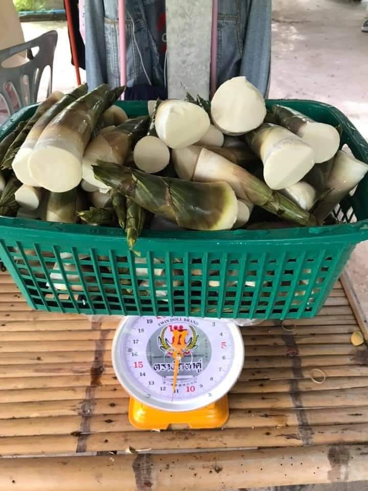 (1ต้น)(ขาย ต้นพันธุ์) ต้น ไผ่บงหวานเพชรน้ำผึ้ง เบอร์ 2 ไผ่บงหวาน เพชรน้ำผึ้ง ต้นไผ่บงหวานเพชรน้ำผึ้ง ต้นไผ่บงหวาน ไผ่ ต้นไผ่ / เบนซ์