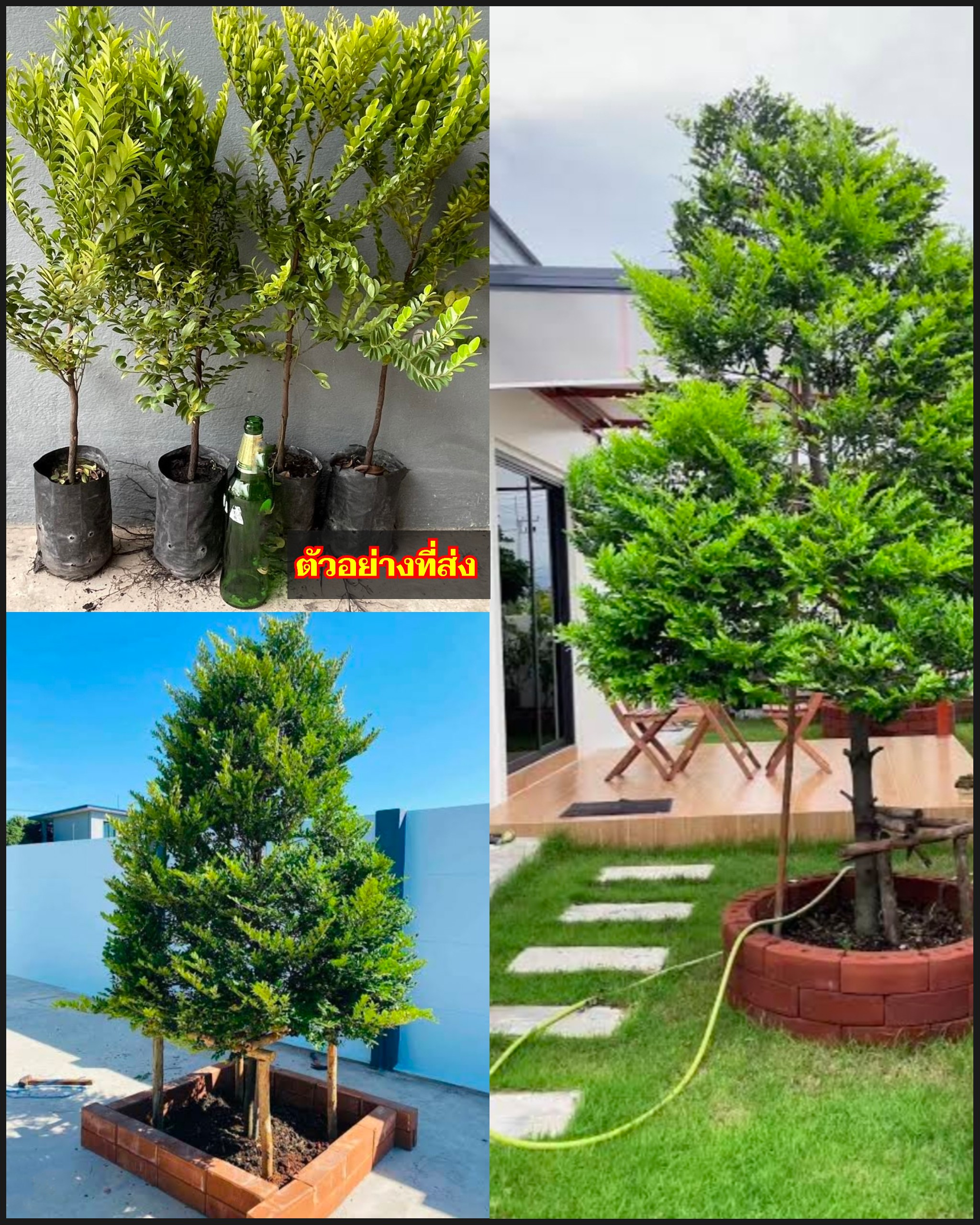 สูง 60cm ต้นล่ำซำ ต้นหูหนู หรือ ต้นสั่งทำ Black Ebony tree / iamnahpahcin