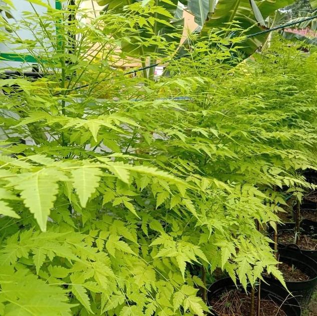 (1ต้น) ต้น เกษมณีสีทอง เมเปิ้ลเขียว เมเปิ้ลไทย Melia azedarach เลี่ยนทอง นารี เกรียน เฮี่ยน เลี่ยนดอกม่วง ลำเลี่ยน ลั้วะ โขวหนาย ขู่เลี่ยน ขู่เลี่ยนซู่ Bastard cedar, Bead tree Chaina tree Chinaball tree Persian lilac White cedar Melia azedarach L / Pongk