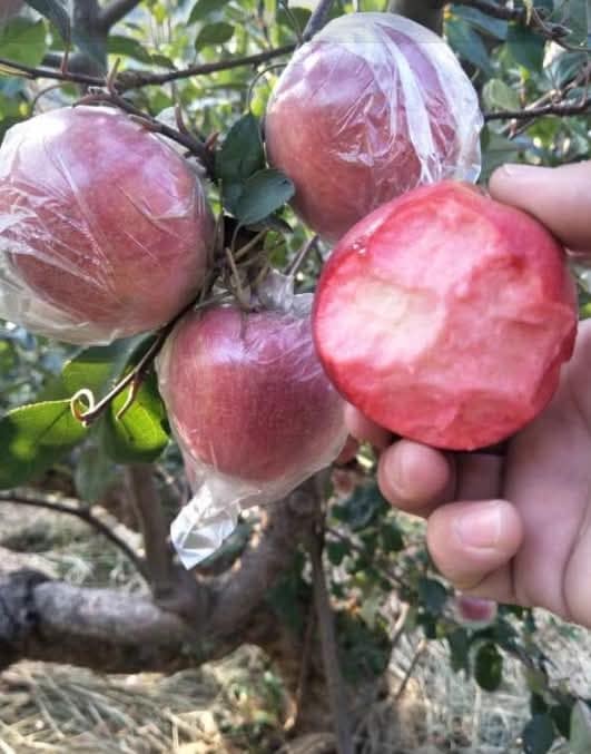ต้น เสียบยอด สูง 50-60cm แอปเปิ้ล ต้นแอปเปิ้ล เนื้อแดง เซียงเฟย 红色香妃 Apple tree / klisnus