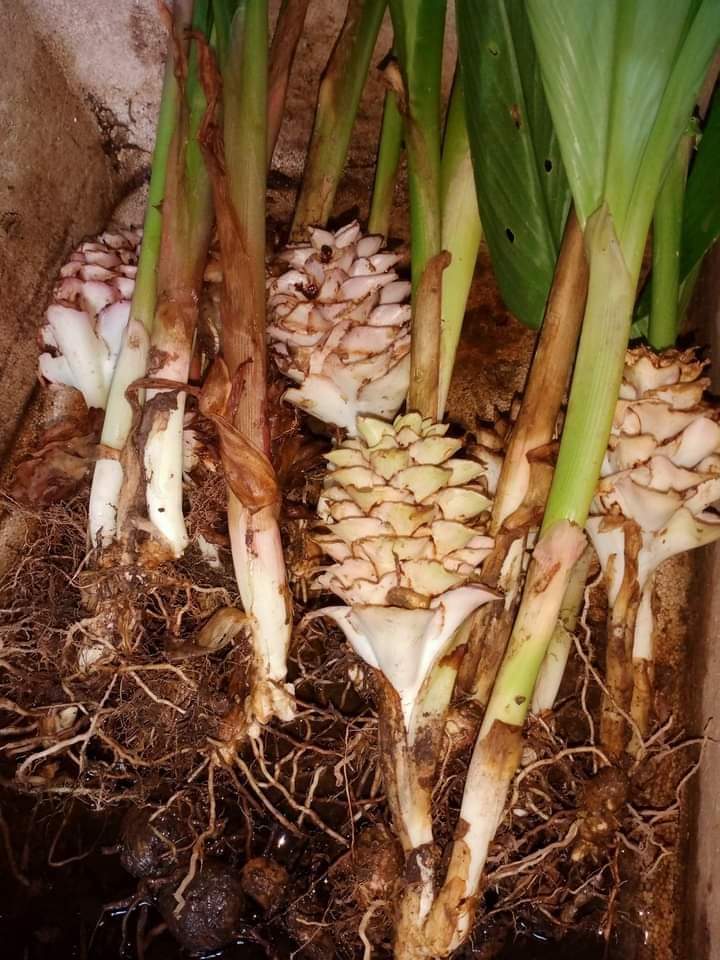 (3ต้น) ต้น หน่อ เหง้า กระเจียวสุเทพ Curcuma ecomata ต้นกระเจียวสุเทพ ดอกกระเจียวสุเทพ กระเจียว สุเทพ สมซง