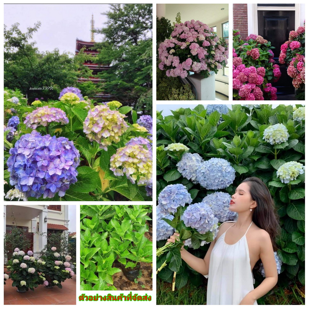 (5ต้น5สี) (ขาย ต้นพันธุ์) ต้น ดอก ไฮเดรนเยีย hydrangea hydrangeaceae เพาะพันธุ์ Pi Men