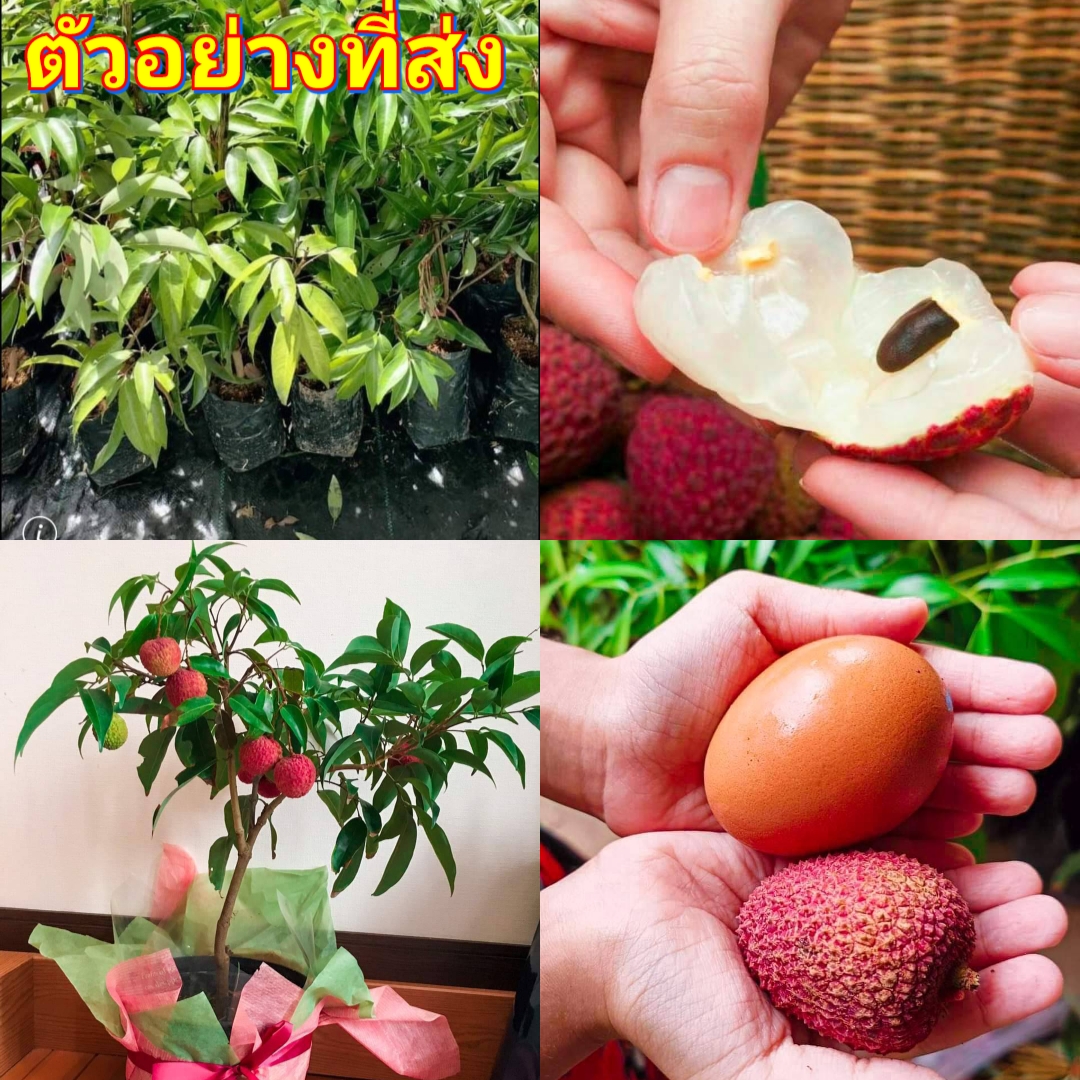 (2ต้น) สูง 35-40cm ต้น ลิ้นจี่จักรพรรดิ์ ลิ้นจี่จักรพรรดิ ต้นลิ้นจี่จักรพรรดิ์ ต้นลิ้นจี่ ลิ้นจี่ / happy