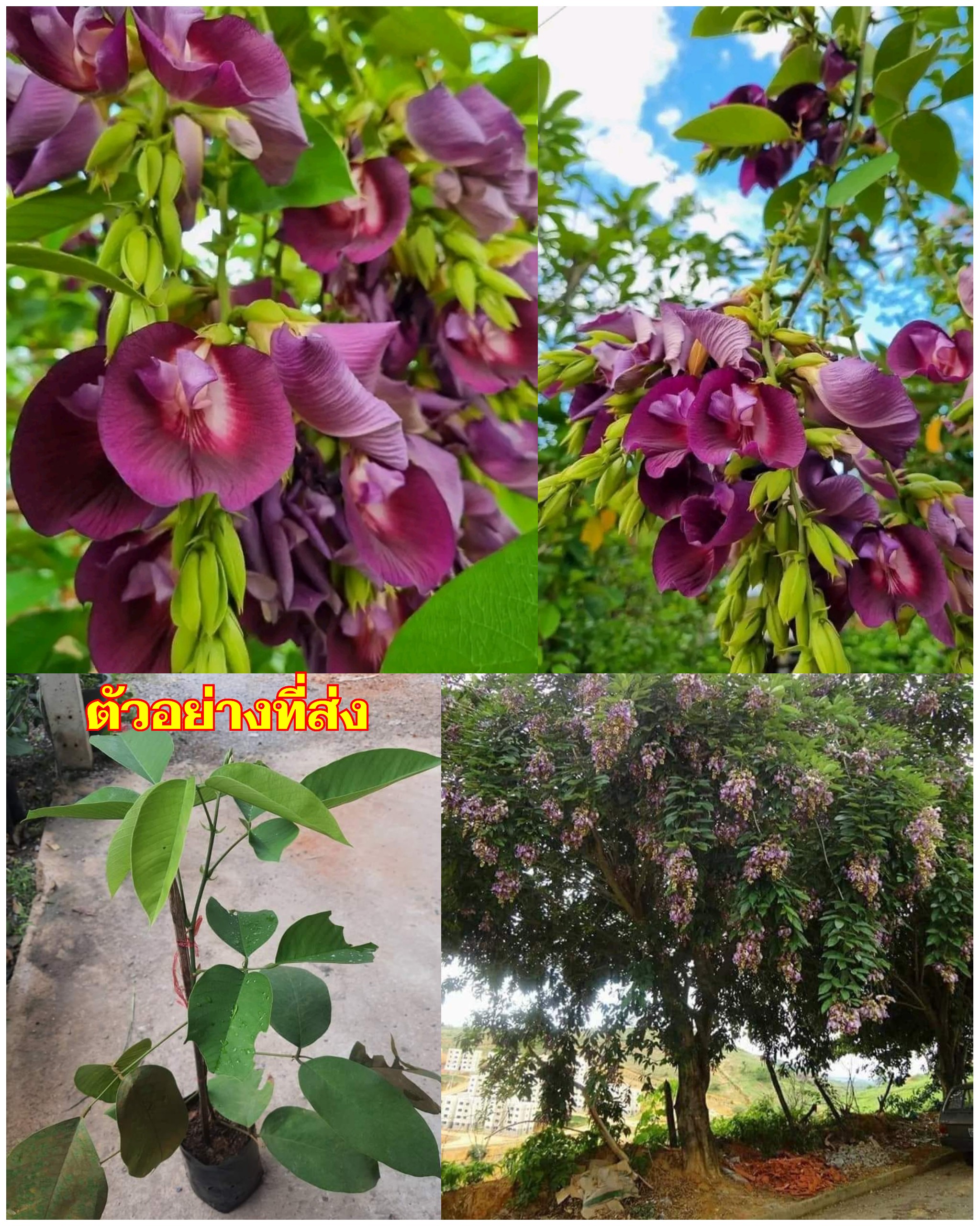 (1ต้น) ต้น สูง 40-50cm เพาะจากเมล็ด คลิทอเรีย อัญชันต้น ดอกช่อม่วง CLITORIA FAIRCHILDIANA อัญชัน / Navin