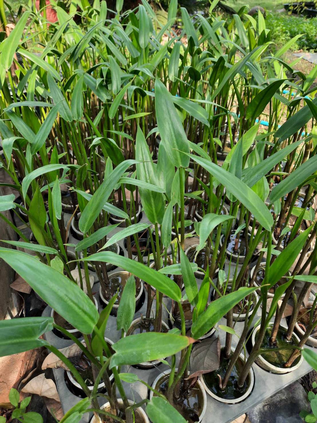 (3ต้น) ต้น กล้วยน้ำบราซิล - Typhonodorum lindleyanum กล้วยบราซิล หรือ กล้วยน้ำมาดากัสการ์ / Pongkarn