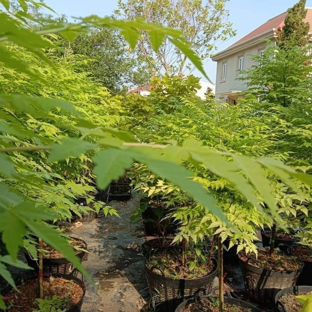 (1ต้น) ต้น เกษมณีสีทอง เมเปิ้ลเขียว เมเปิ้ลไทย Melia azedarach เลี่ยนทอง นารี เกรียน เฮี่ยน เลี่ยนดอกม่วง ลำเลี่ยน ลั้วะ โขวหนาย ขู่เลี่ยน ขู่เลี่ยนซู่ Bastard cedar, Bead tree Chaina tree Chinaball tree Persian lilac White cedar Melia azedarach L / Pongk