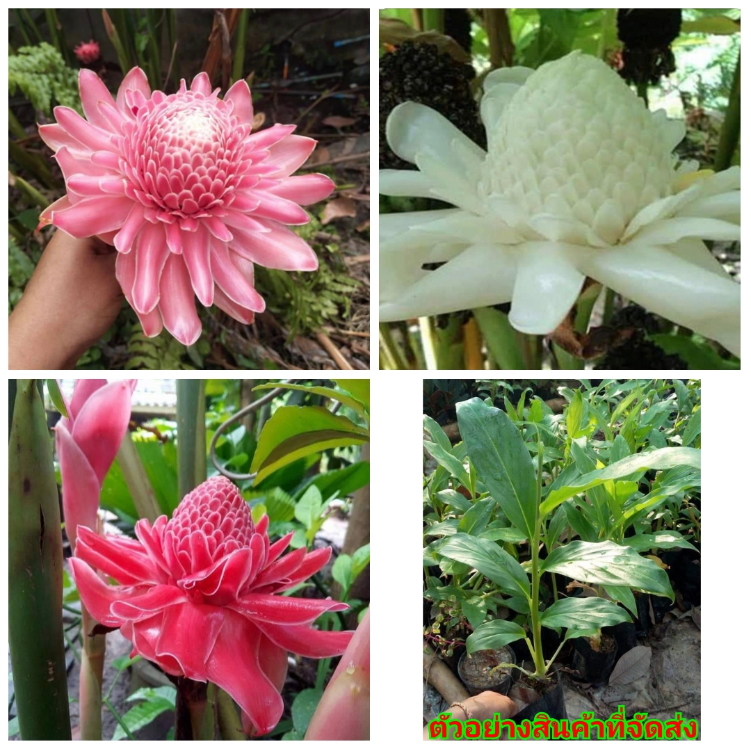 จำหน่าย ต้นพันธุ์ ต้น ดาหลา ดอกดาหลา มี3สีให้เลือก ต้นดาหลา ดอกดาหลา สี แดง ชมพู ขาว กชกร Sao Sut