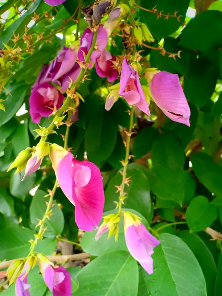 (1ต้น) ต้น สูง 40-50cm เพาะจากเมล็ด คลิทอเรีย อัญชันต้น ดอกช่อม่วง CLITORIA FAIRCHILDIANA อัญชัน / Navin