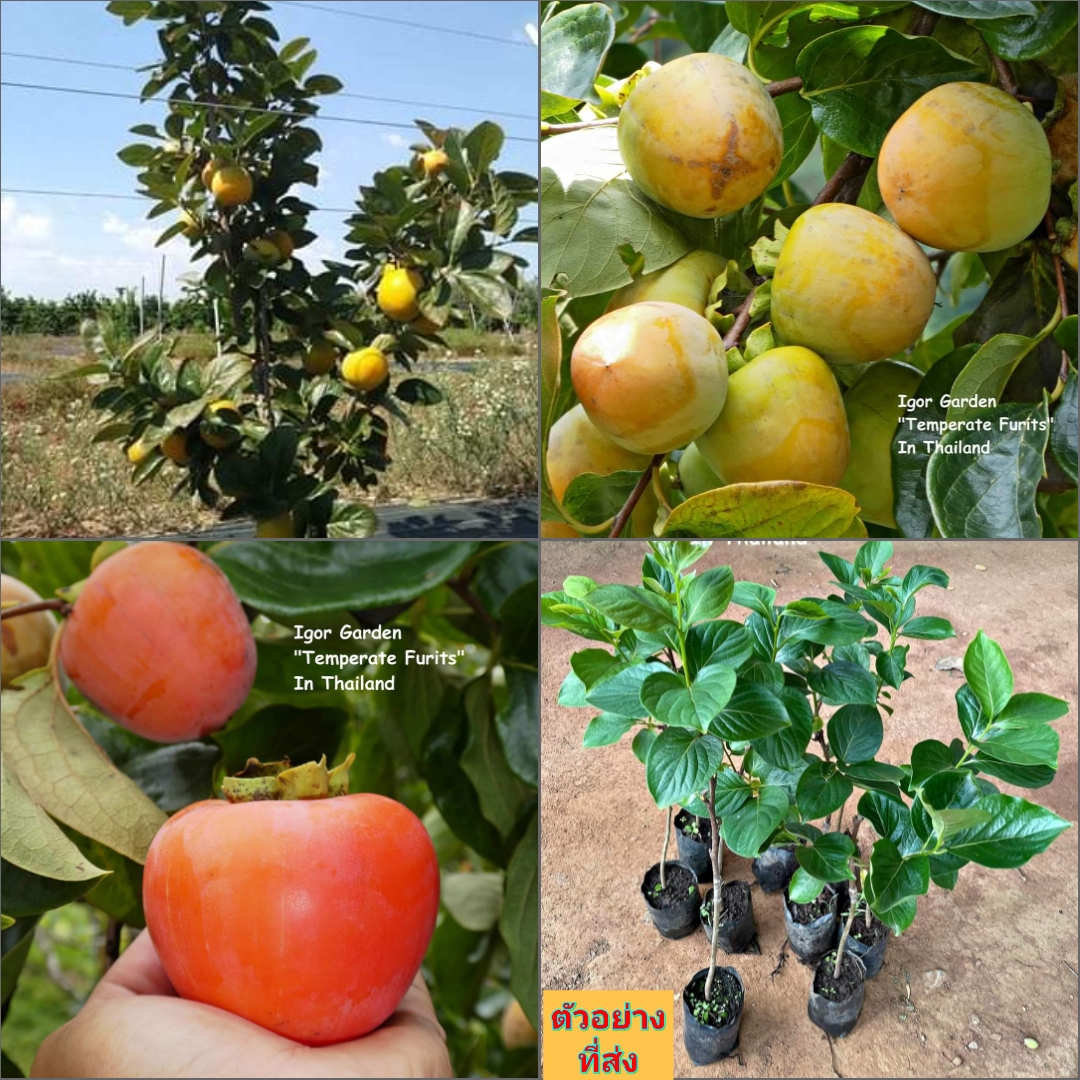 (1ต้น) ต้น พลับหวาน พันธุ์ จิโร่ Jiro Persimmons แท้ 100 % ต้นพลับ พลับ หวาน / พิสุทธิ์