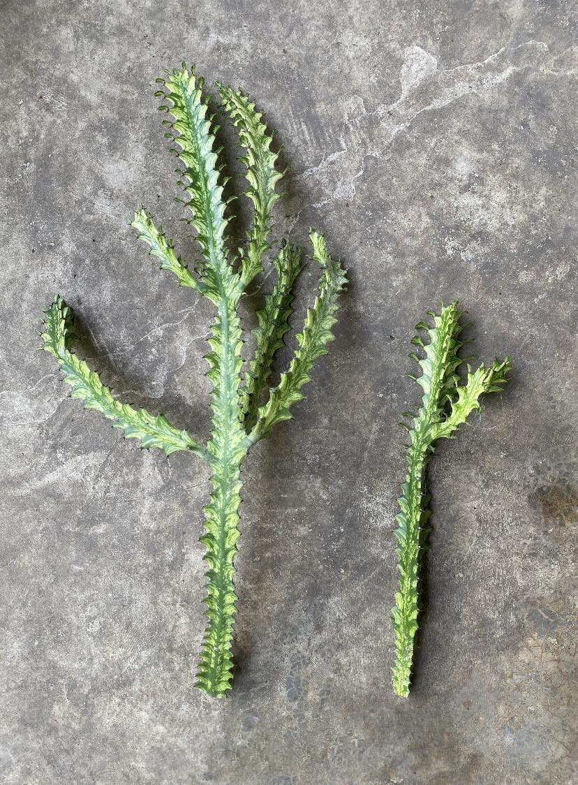 (1ต้น) ต้น ยูโฟเบีย สลัดไดด่าง Euphorbia trigona variegated ต้นสลัดไดด่าง / สวนต้นไม้ตายาย สำเนา