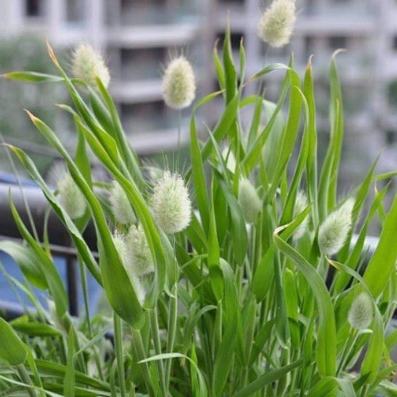 ต้น หญ้าหางกระต่าย Bunny Tails Grass / Paradise