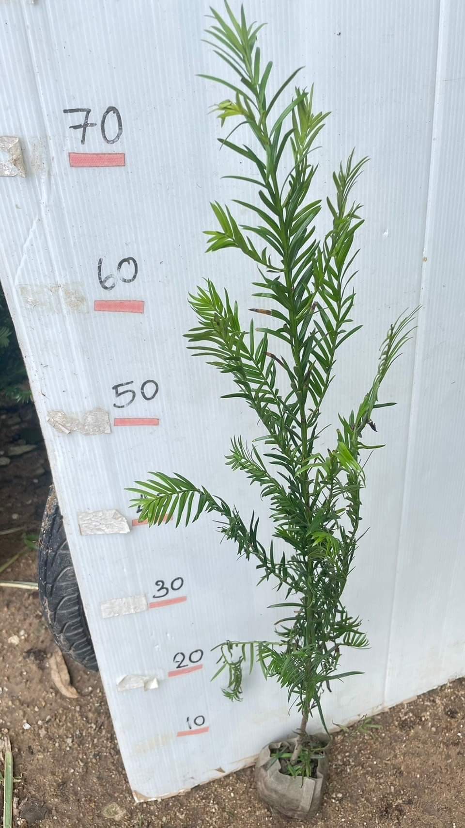 (1ต้น) ต้น สนยิว ต้นยูอังกฤษ English Yew common yew european yew Taxus baccata / ศรัณย์รักษ์