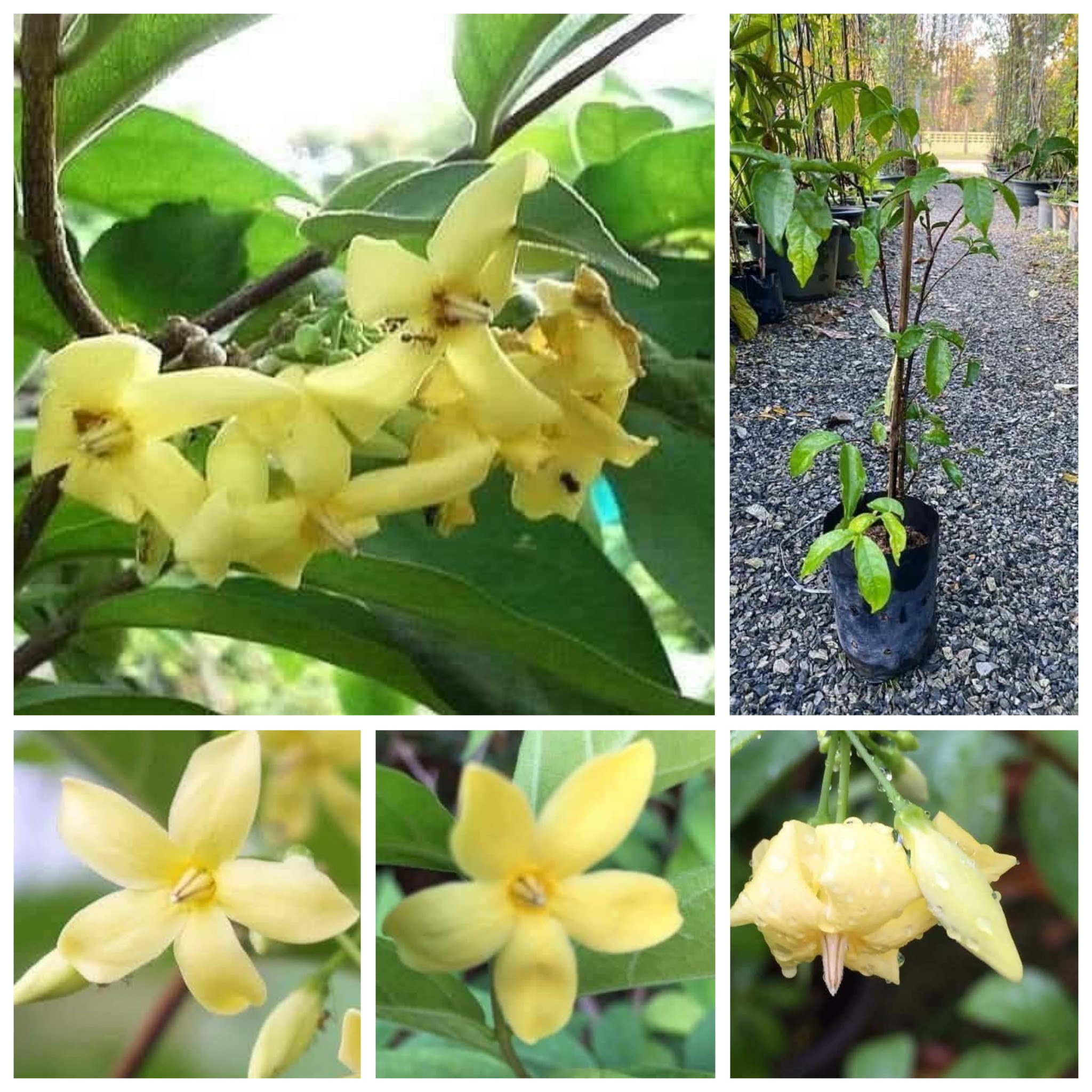 ต้นโมกเหลืองหอม ต้นโมกเหลือง โมกเหลือง Yellow Wrightia Wrightia lecomtei ชำกิ่ง