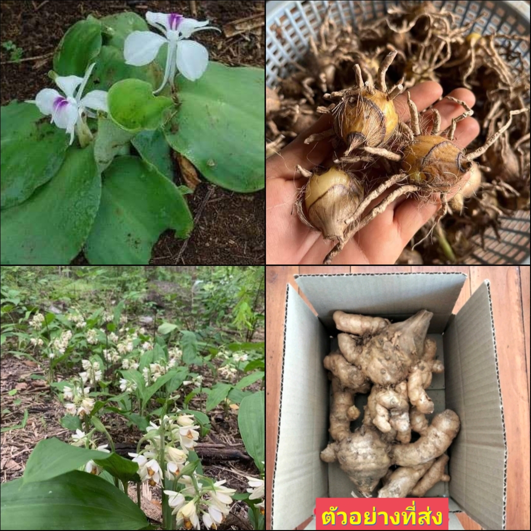 (1หัว) รวม มี10รายการ หัว เหง้า แง่ง กระชายดำ ว่านปลาไหลม่วง ไม้แหย่แย้ ว่านมหาเสน่ห์ ว่านนะหนัาทอง ว่านชักมดลูก ตัวเมีย สมุนไพรข่าหด ข่าหด ว่านดักแด้ ว่านจูงนาง เปราะหอม ข่ามาราบา หอมเปราะ ว่านตีนดิน ว่านนางตาม ต้นแหย่แย้ ต้นเทวบุตร