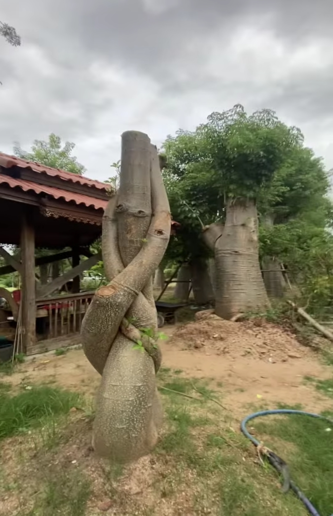ต้นเบาบับดิจิทาทา พันธุ์ต้นอ้วน Adansonia digitata baobab / eertnom