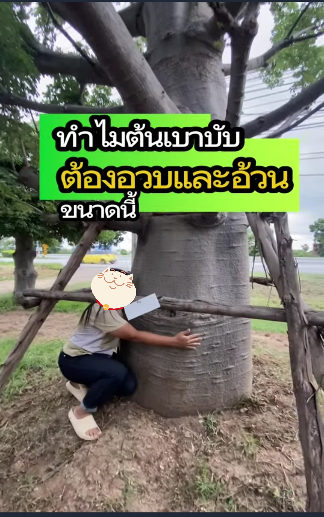 ต้นเบาบับดิจิทาทา พันธุ์ต้นอ้วน Adansonia digitata baobab / eertnom