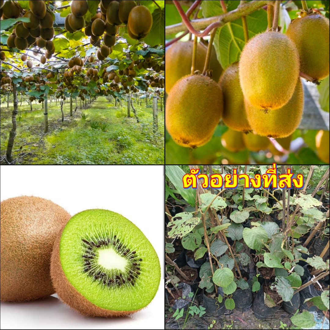 (1ต้น) ต้น กีวี กีวี่ ต้นกีวี ต้นกีวี่ kiwi fruit green nanapun