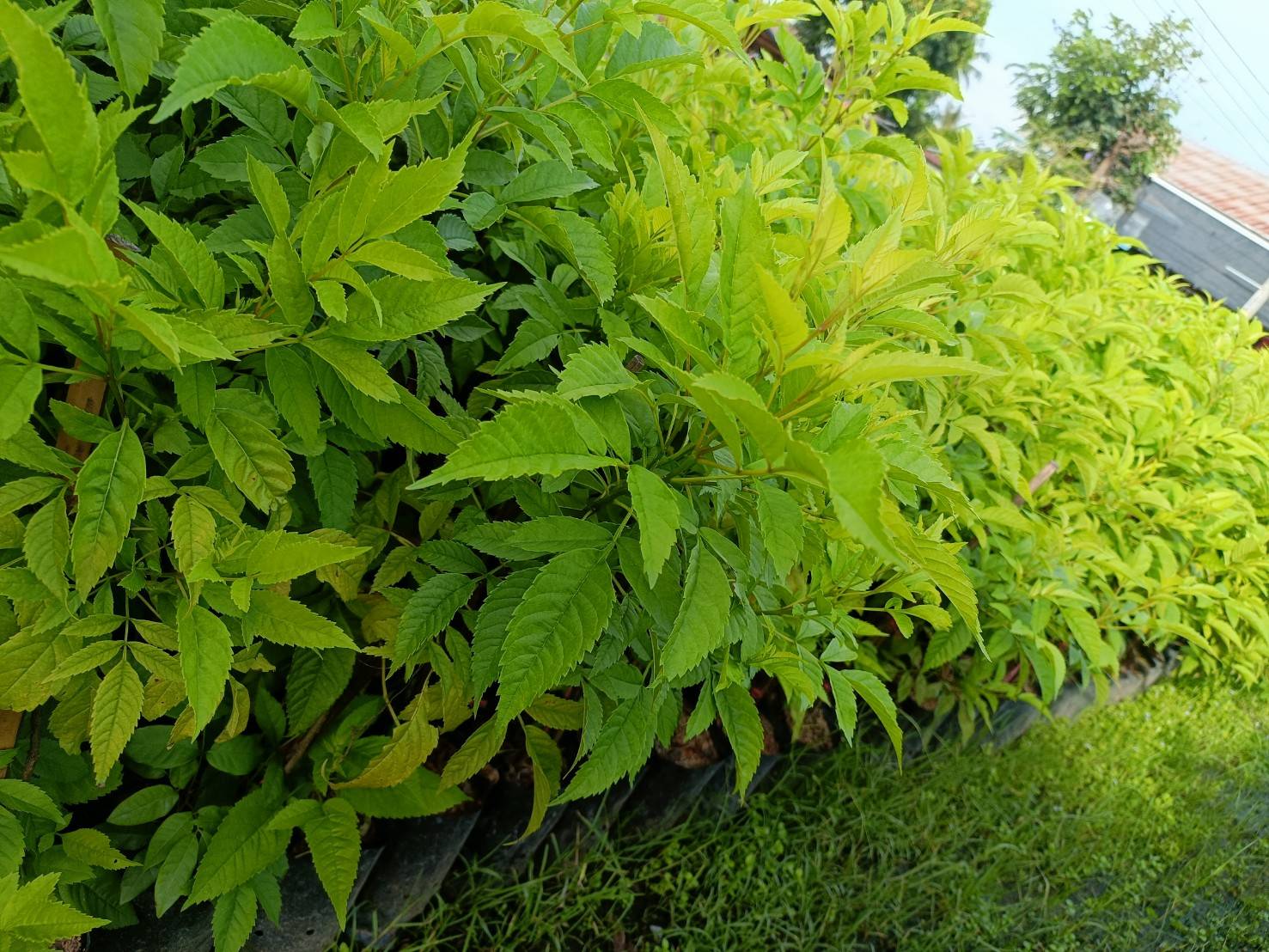 (2ต้น) ต้น ทองอุไรมิกกี้เมาส์ ทองอุไร ต้นทองอุไร มิกกี้เมาส์ happy