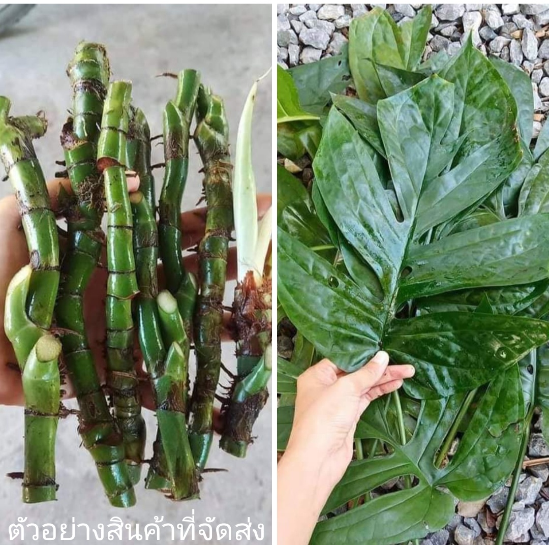 (ขาย กิ่งพันธุ์) ต้น กิ่ง ท่อน amydrium medium พลู พลูใหญ่ พลูยักษ์ กอหญ้า