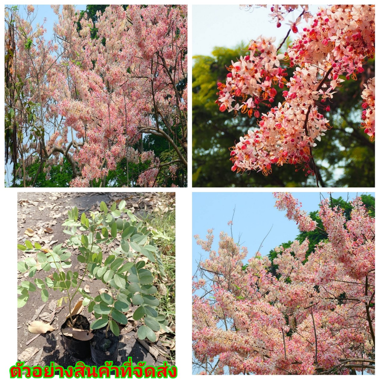 (2ต้น) (ขาย ต้นพันธุ์) ดอก ต้น กัลปพฤก หรือ คูน สีชมพู กัลปพฤก คูนสีชมพู happy