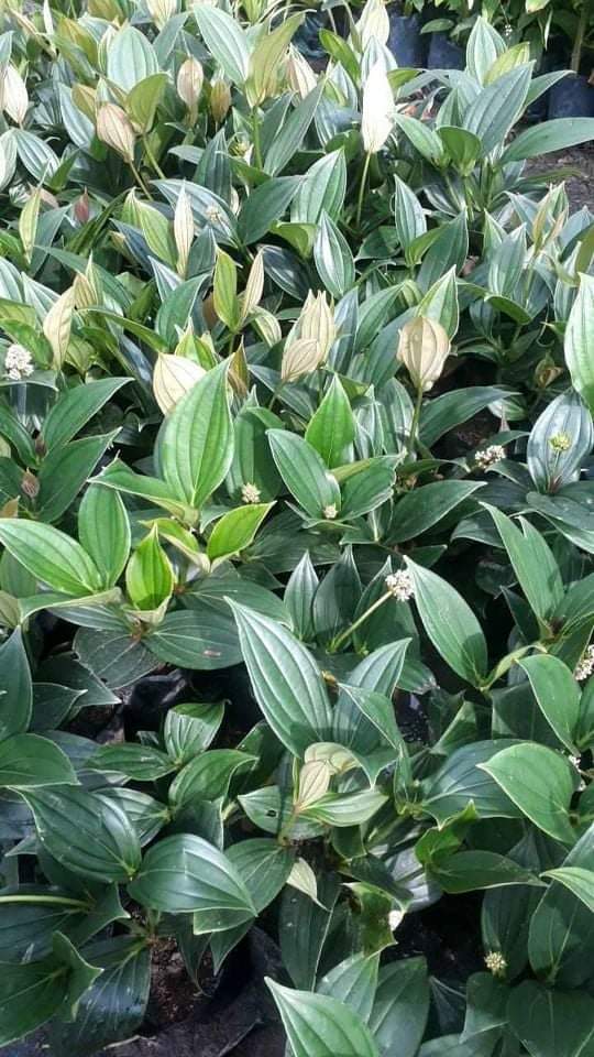 (ขาย ต้นพันธุ์) ดอก ต้น ไข่มุกอันดามัน ไข่มุก อันดามัน สี ชมพู Kanokwan