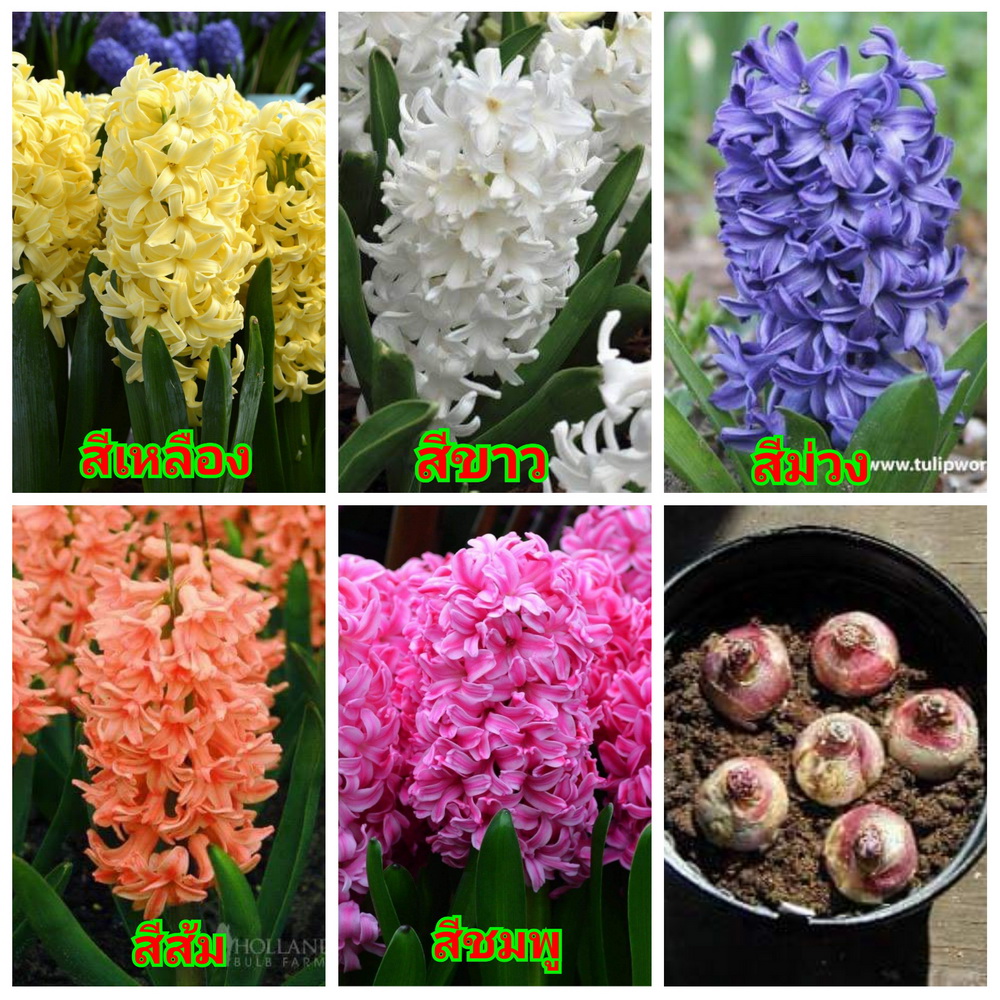 (จำหน่าย หัวพันธุ์) มี5สีให้เลือก ต้น ดอก สีไฮยาซิน hyacinth huawan