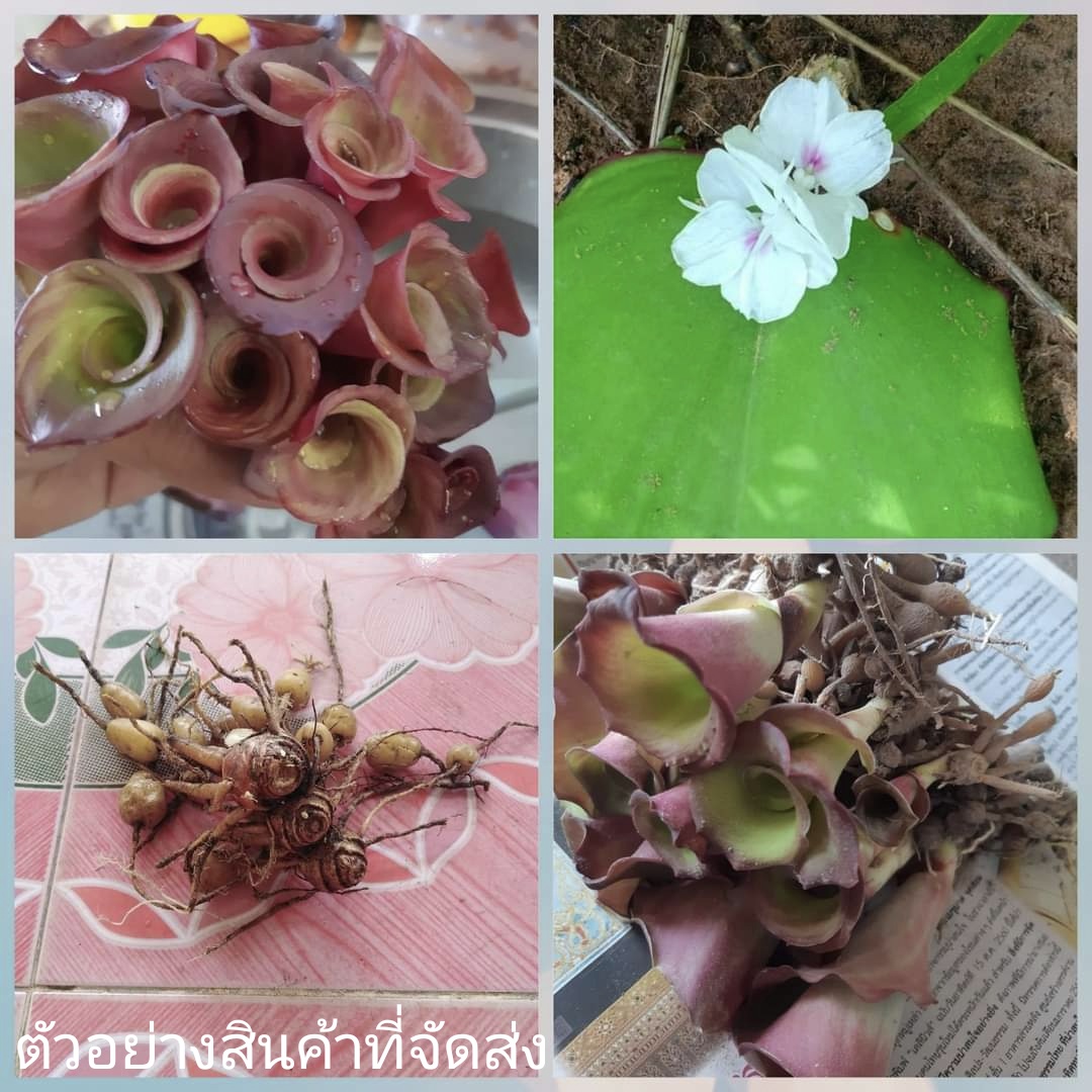 (ขาย หัวพันธุ์) ต้น หัว ตูบหมูบ เปราะป่า เสน่ห์จันทร์หอม ว่านมงคล