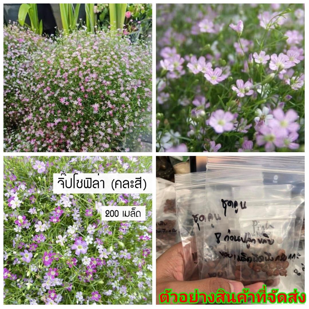 (ขาย เมล็ด) จิ๊บโซฟิลล่า คละสี Gypsophila เมล็ดพันธุ์ดอกไม้สวยงาม