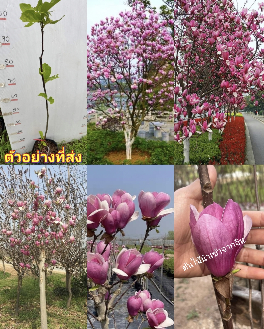 (1ต้น) สูง 80-100cm แมกโนเลีย Magnolia แม็กโนเลีย ดอก สีม่วง ต้นไม้นำเข้า เสียบยอด / ศรัณย์รักษ์