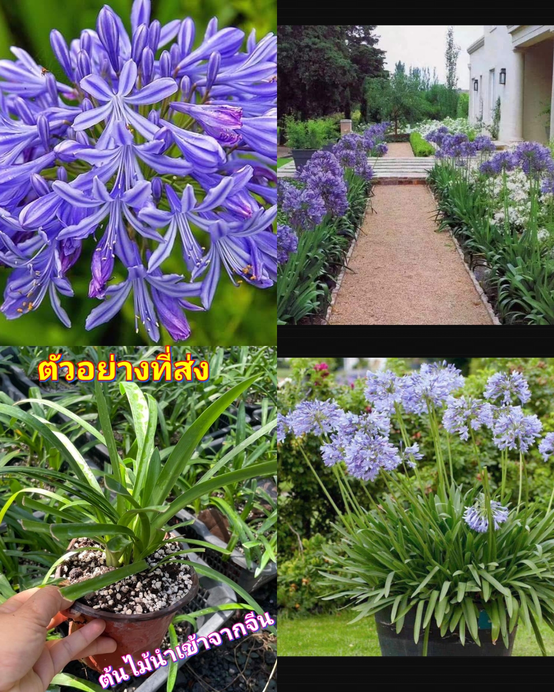 (1ต้น) ต้น อะกาแพนทัส ต้นอะกาแพนทัส Agapanthus Blue African lily Lily of nile / ศรัญลักษณ์
