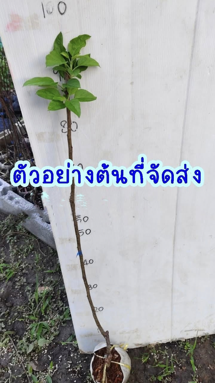 ต้น สูง 50-60cm เสียบยอด แอปเปิ้ล โกลเด้นวีนัส Venus Golden Apple ต้นแอปเปิ้ล / klisnus