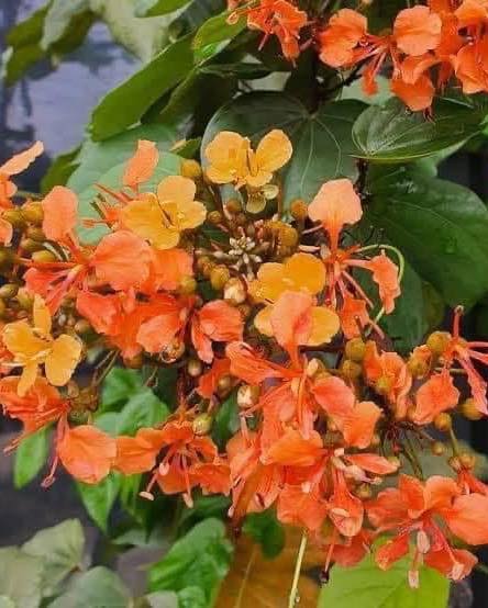 ต้นโยทะกาเลื้อย ระย้าย้อย หรือ เถาไฟ Bauhinia integrifolia Roxb. Phanera integrifolia Benth / eedwattan