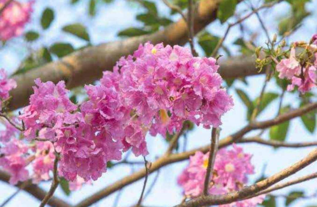 (1ต้น) ต้น ดอก ชมพูพันธุ์ทิพย์ ต้นชมพูพันธุ์ทิพย์ เมล็ด / ประภัสสร