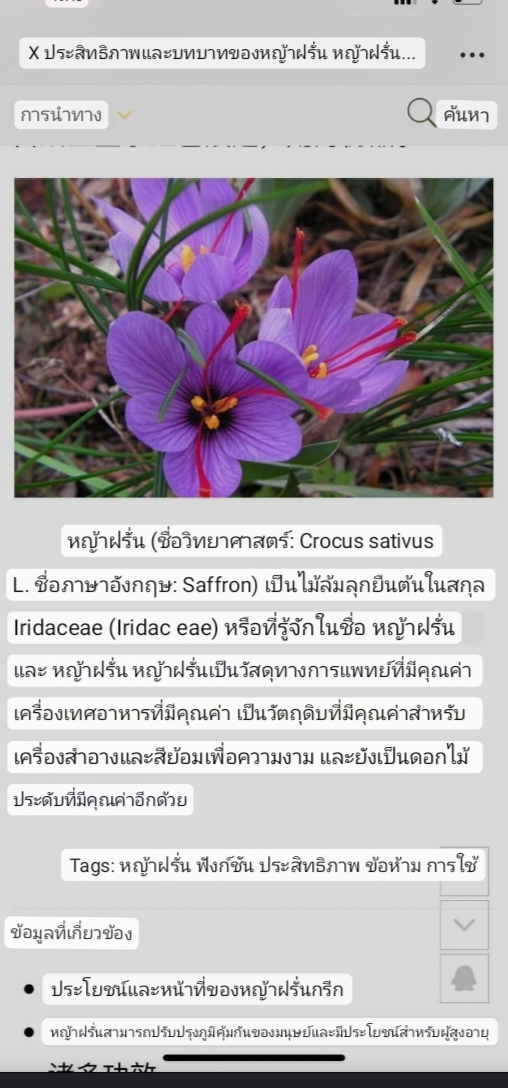 (1หัว) หญ้าฝรั่น หญ้า ฝรั่น ( ฝะหรั่น ) หรือเรียกว่า Saffron Crocus / ศรัณย์รักษ์