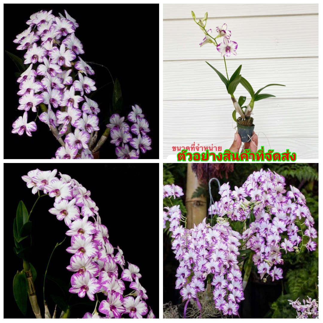 (ขาย ต้นพันธุ์) ดอก ต้น หวาย สแปลช สุดฮอต อิโนบิ Enobi กล้วยไม้ เอื้อง orchidery