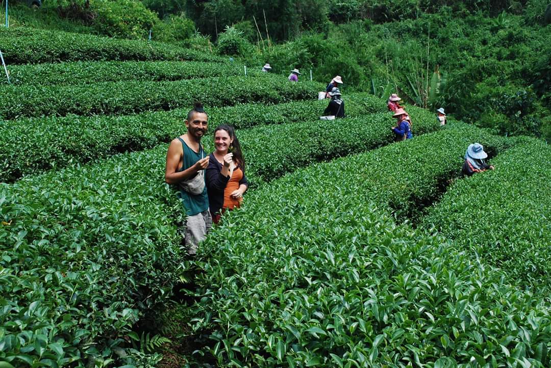 (มี7สูตร) ชาอู่หลง ชาอูหลง ชาชั้นเลิศจาก ดอยแม่สลอง emerald thai tea ชาไทยมรกต ใบชาโชคชัยจำเริญ