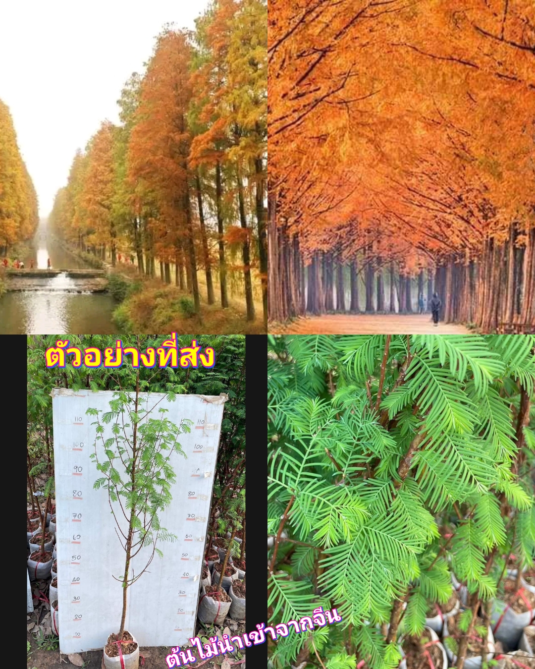 (1ต้น) สูง 150cm ต้น สนแดง Metasequoia ต้นสนแดง / saranrak