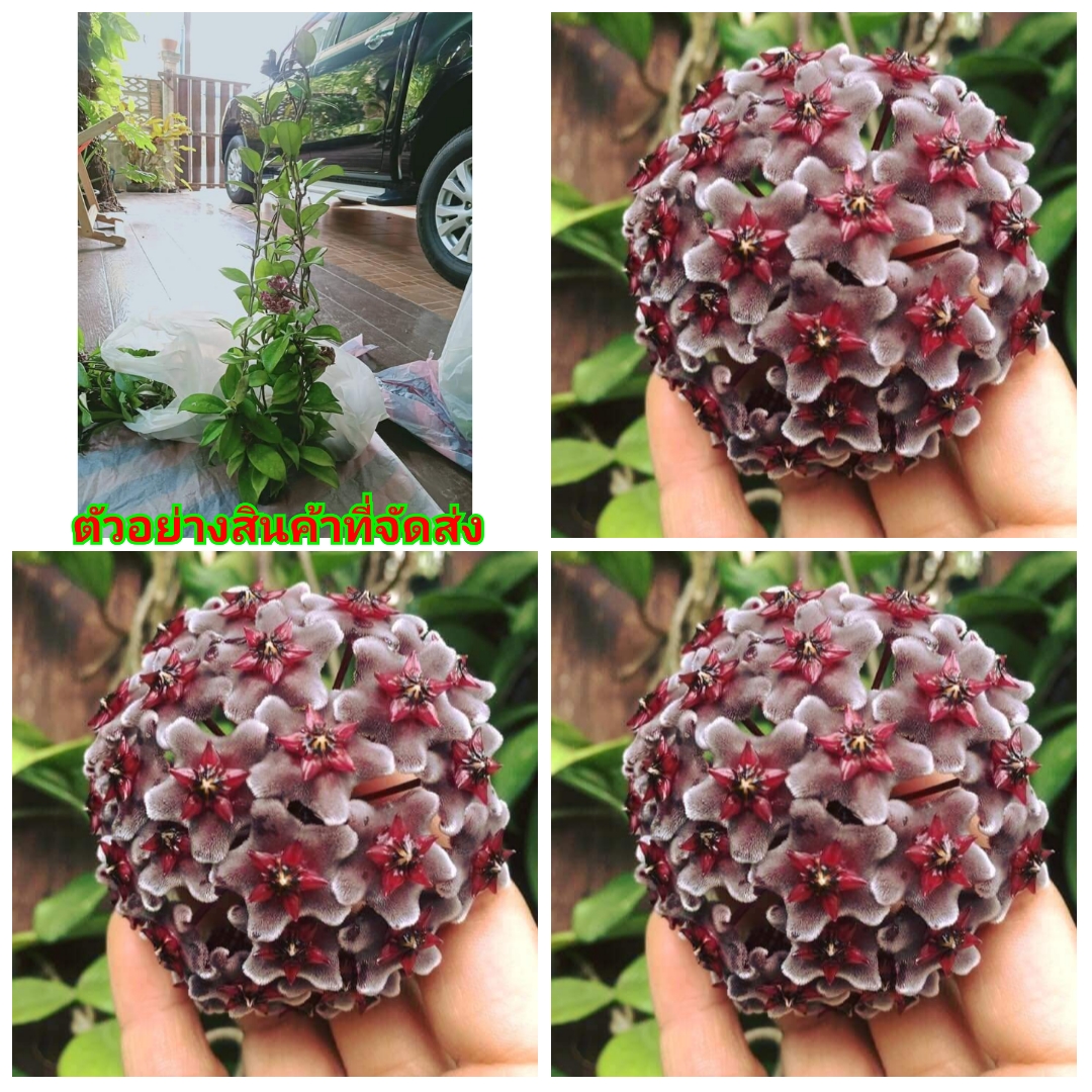 (ขาย ต้นพันธุ์) ต้น ดอก ต้นโฮย่า ดาร์กเรด โฮย่า Hoya Dark Red fadelIo