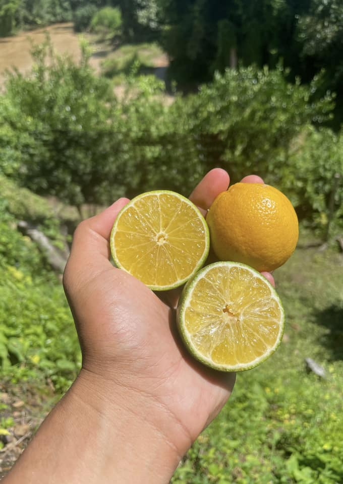 (1กิ่งตอน) ต้น มะนาวพื้นเมือง ประเทศอิตาลี Native Italian lemon / pisut