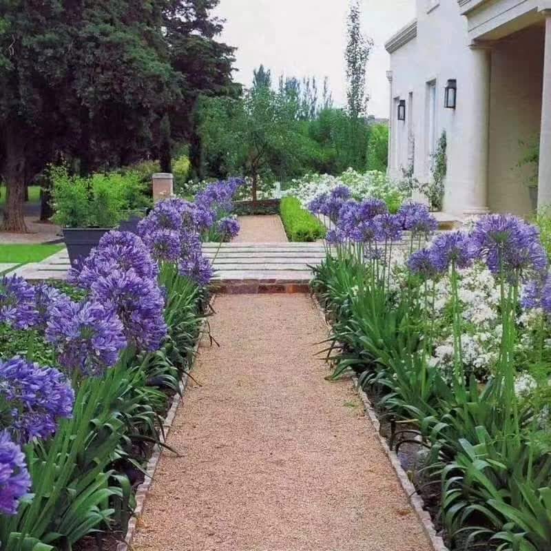 (1ต้น) ต้น อะกาแพนทัส ต้นอะกาแพนทัส Agapanthus Blue African lily Lily of nile / ศรัญลักษณ์
