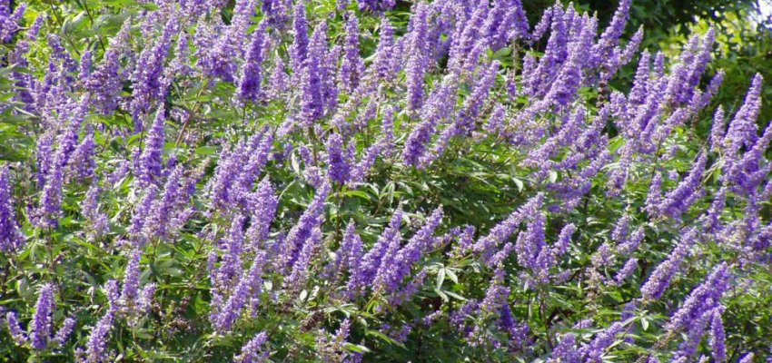 (1ต้น) ต้นไวเท็กซ์ Chaste Berry ไวเท๊กซ์ แอกนัส แคสตัส Vitex Vitex Agnus Castus / ศรัณย์รักษ์ สำเนา