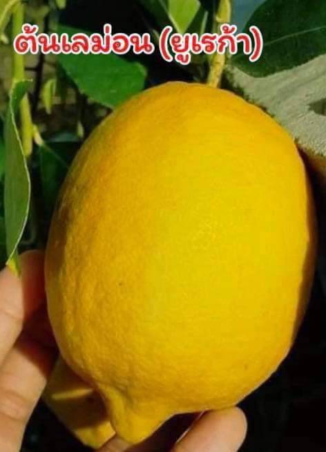 (2ต้น) ต้น มะนาวเลม่อน ยูเรก้า ต้นมะนาวยูเรก้า มะนาว ยูเรก้า Eureka Lemon มะนาว เลมอน ยูเรก้า / happy