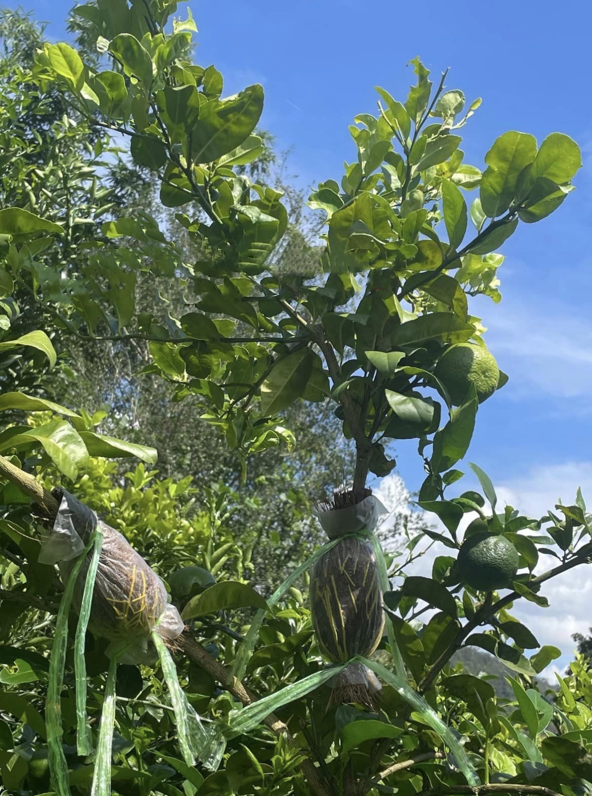 (1กิ่งตอน) ต้น มะนาวพื้นเมือง ประเทศอิตาลี Native Italian lemon / pisut